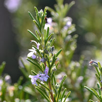 Rosemary