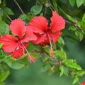 Hibiscus