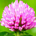 Supports fuller-looking hair & improved hair density.