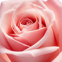 ROSE WATER