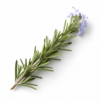 100% Pure Rosemary Oil -Single